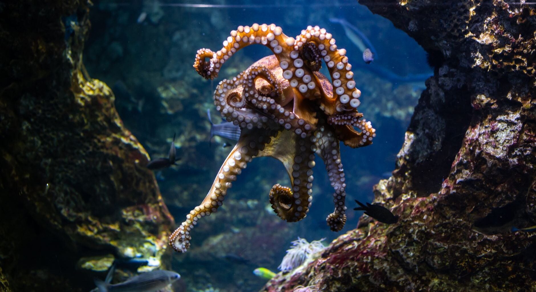 An octopus has three hearts, blue blood and around 500 million neurons, two thirds of them not in its head but spread through its arms, so each arm can taste, decide and act almost on its own.