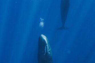 Sperm Whales blow bubbles to achieve restful, vertical sleep