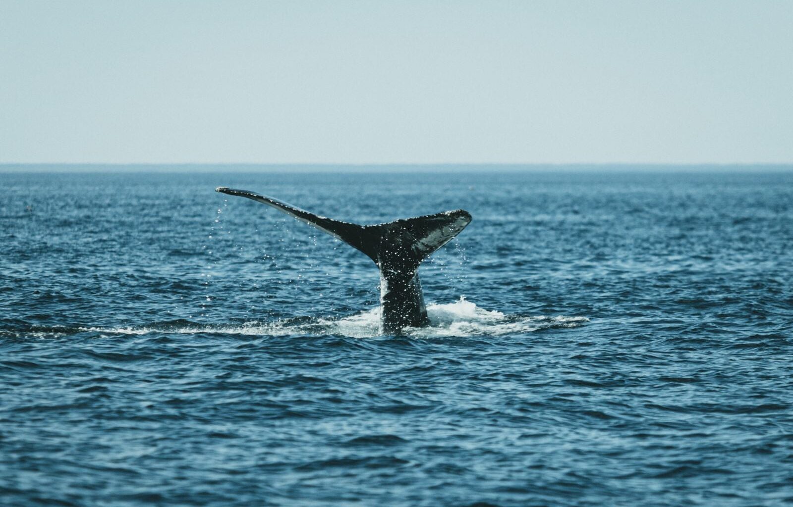 Sperm whales dive to depths of nearly 2,250 metres on a single breath, their heads packed with a waxy oil called spermaceti that solidifies under cold pressure and helps them sink like a stone toward prey they hunt in total darkness