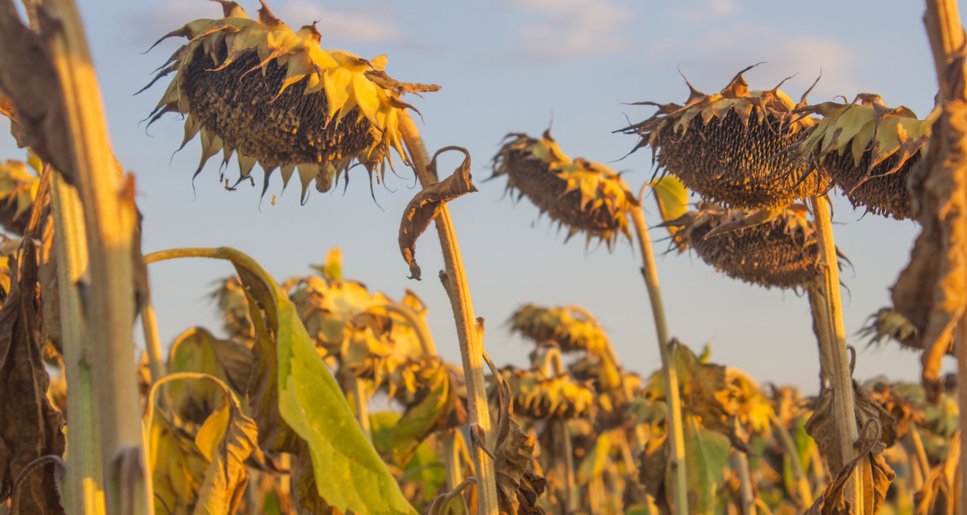 Plants are heating up faster than the air around them – and climate models are missing it