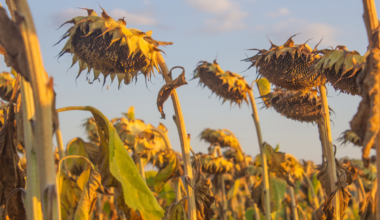 Plants are heating up faster than the air around them – and climate models are missing it