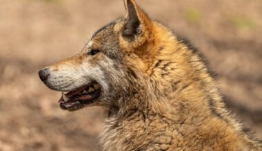 A gray wolf's rear teeth can generate more than twice the bite force of a domestic dog's, and the skull geometry behind it helps the predator process the bones of elk-sized prey