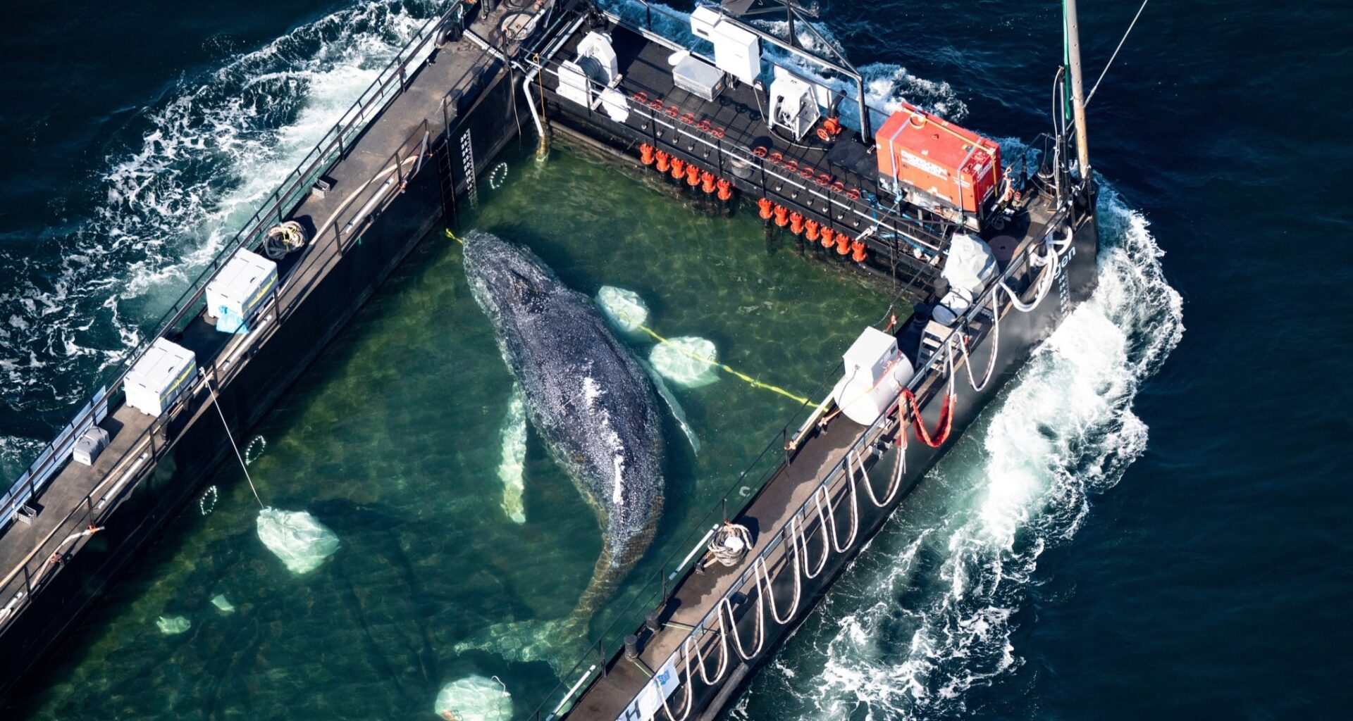If You Want to Save a Whale, Don’t Call a Millionaire