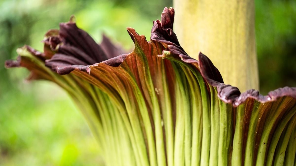 Scientists Studying Earth's Flowering Plants Issue a Stark Warning to Humanity : ScienceAlert