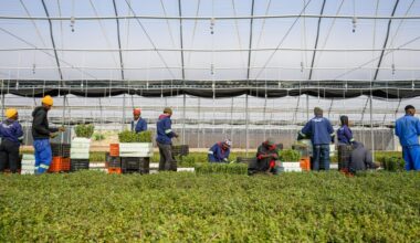 Amazon invests in spekboom land restoration in South Africa, creating 11,000 jobs