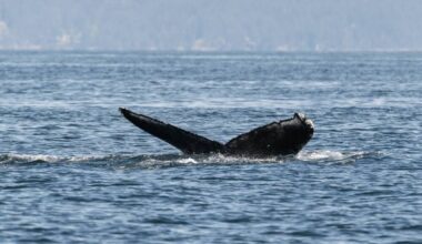 Humpback spotted for first time since last fall