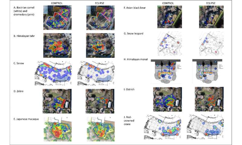 Heatmaps for 11 species in their habitats comparing space use between control days (between 2 and 4) and during the total solar eclipse and the post‐totality partial eclipse. Credit: <i>Zoo Biology</i> (2026). DOI: 10.1002/zoo.70090 When darkness fell during the total solar eclipse, zoo animals responded in wildly different ways