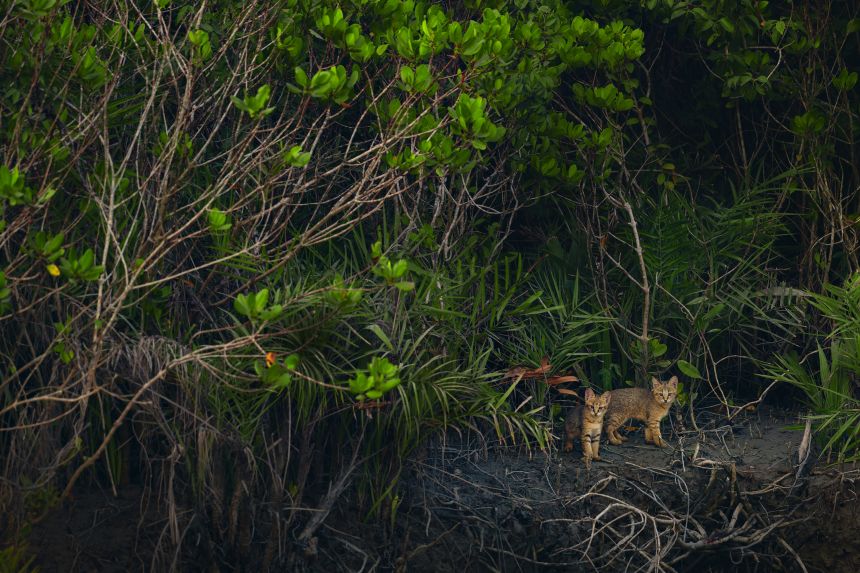 This photo, a winner in the Wildlife category, shows two jungle cat kittens emerge from the dense mangrove forest in the Sundarban Tiger Reserve in India.