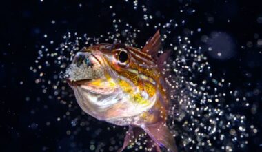 Ocean Photographer of the Year 2026 finalists announced