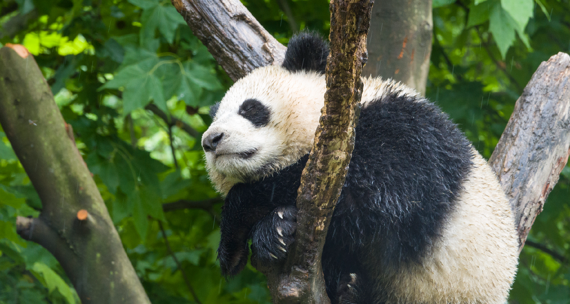 Live: Giant pandas' birthday party!