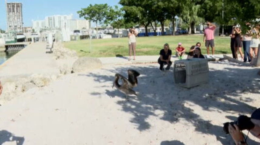 Young pelican returned to wild after recovering from infection, injuries to ankles - WSVN 7News | Miami News, Weather, Sports