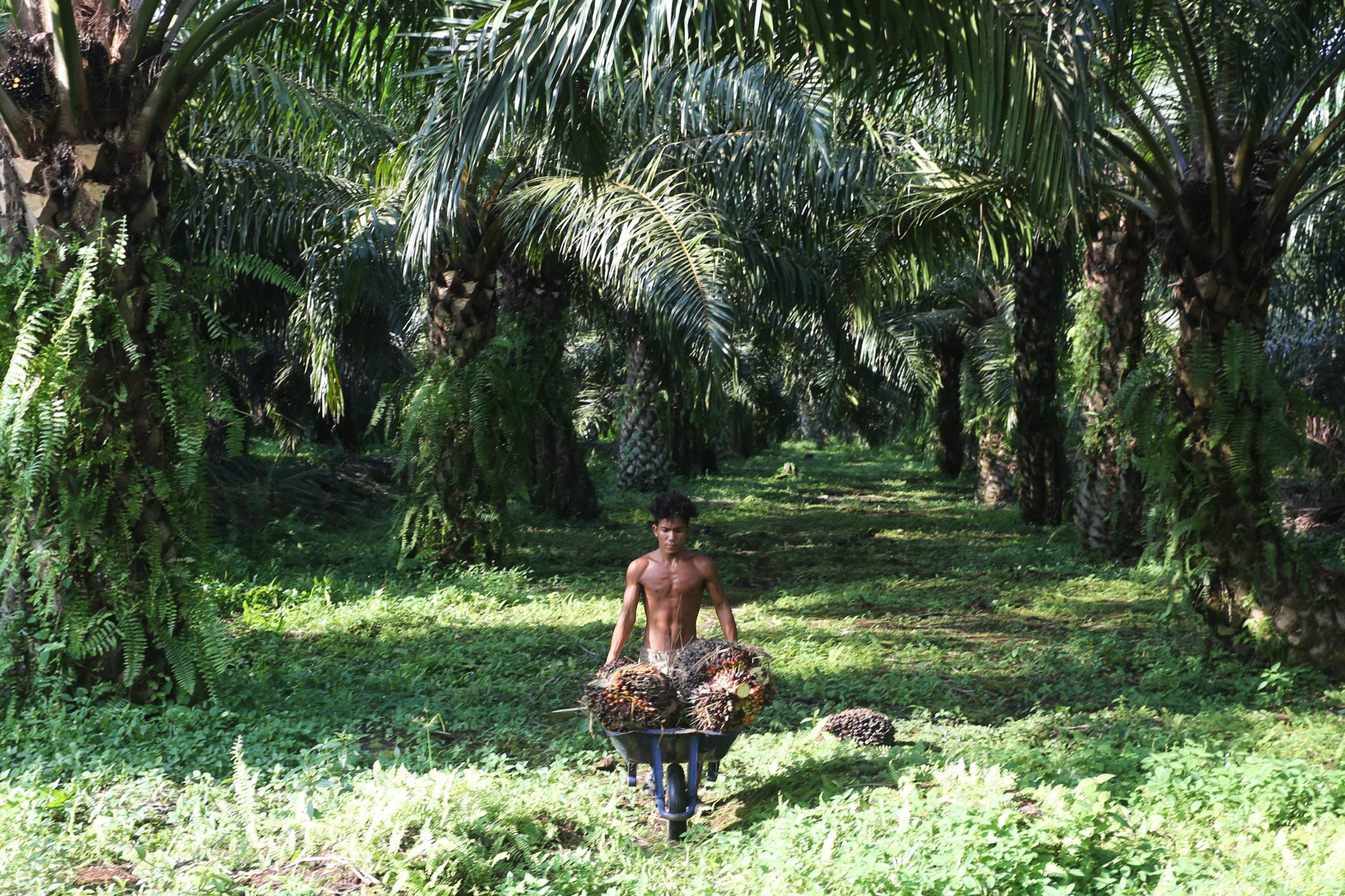 Palm oil harvesting in Indonesia