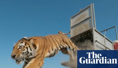 Week in wildlife: a tiger release, an Exmoor eagle and Pallas’s kittens - The Guardian