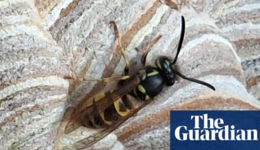 ‘I feel motherly towards them’: the nature reserve manager sharing her office with a wasp nest | Insects