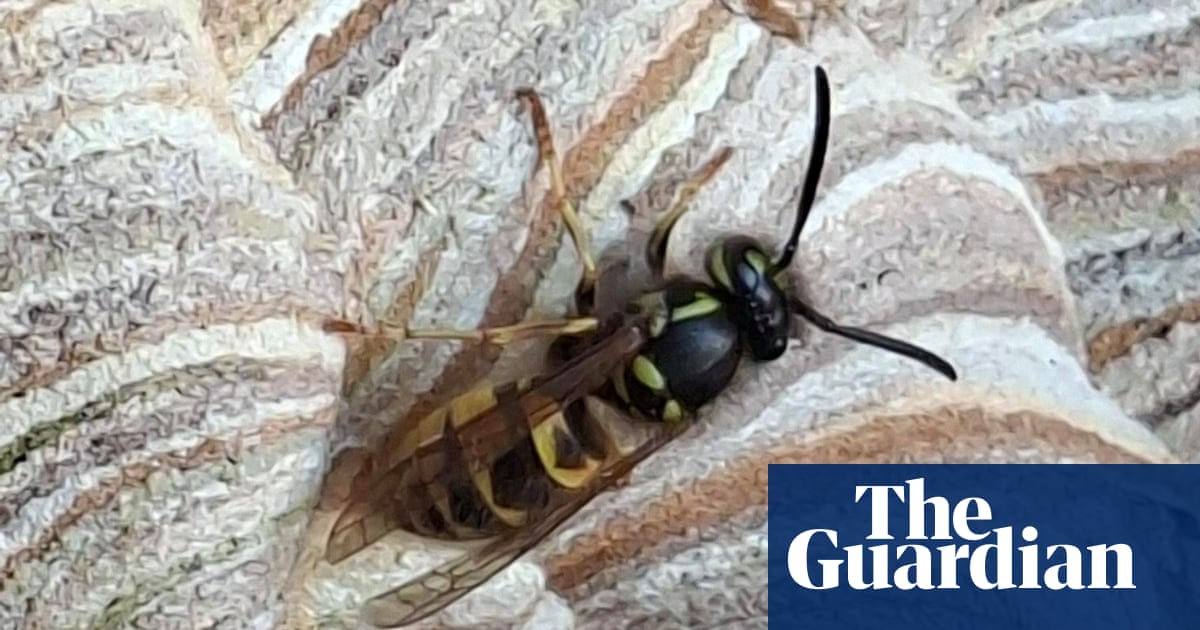 ‘I feel motherly towards them’: the nature reserve manager sharing her office with a wasp nest | Insects