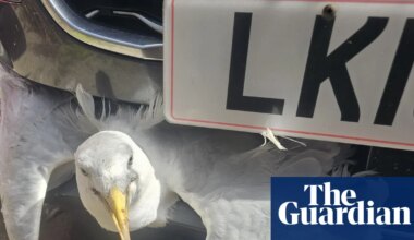 Week in wildlife: Bat in a toilet, a speeding gull and a bird with shoes - The Guardian