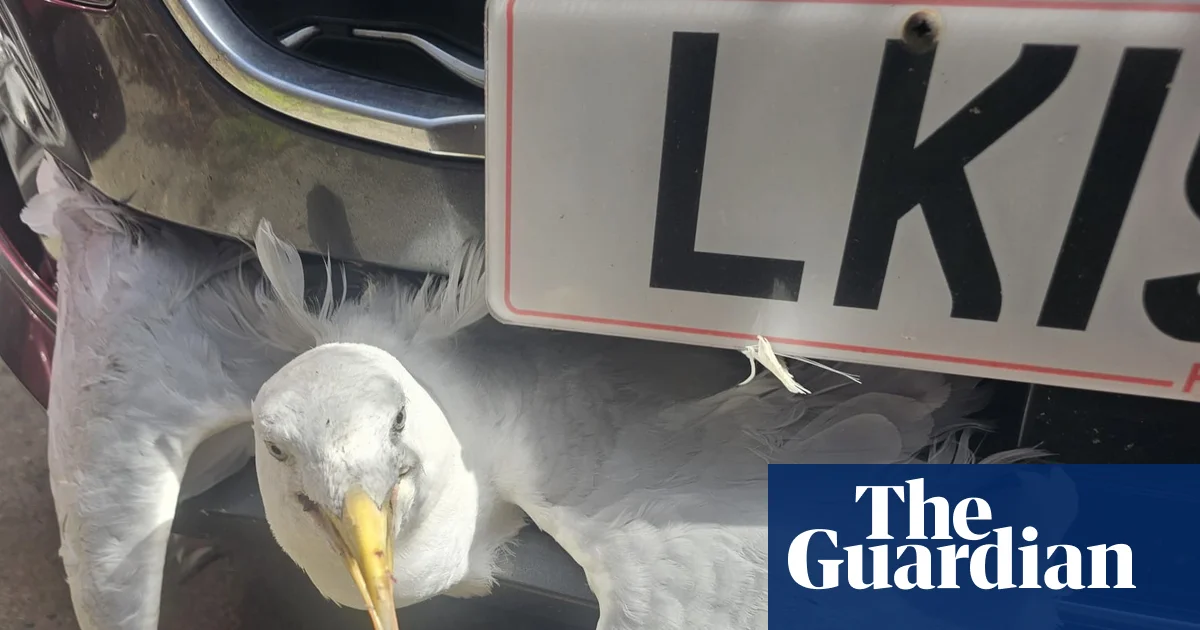 Week in wildlife: Bat in a toilet, a speeding gull and a bird with shoes - The Guardian