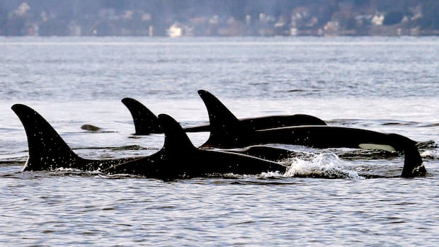As Trump rolls back endangered species protection, experts say Canadian wildlife is also at risk
