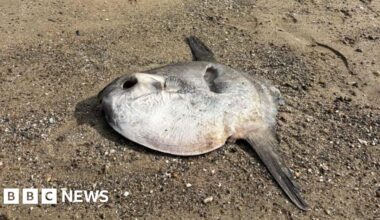 Sunfish washes up on Abersoch beach after hot weather - BBC