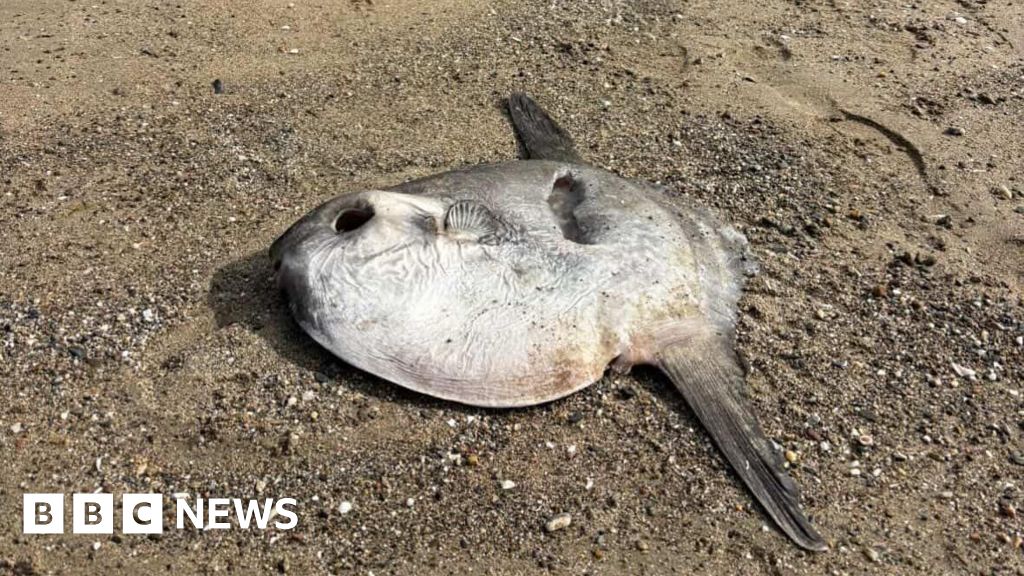 Sunfish washes up on Abersoch beach after hot weather - BBC