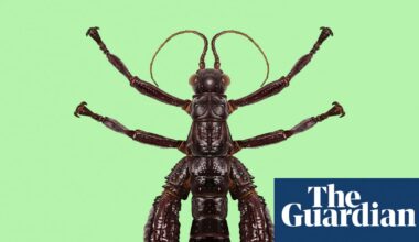 ‘Walking sausage’: the giant stick insect that proves it’s not over till we give up | Environment