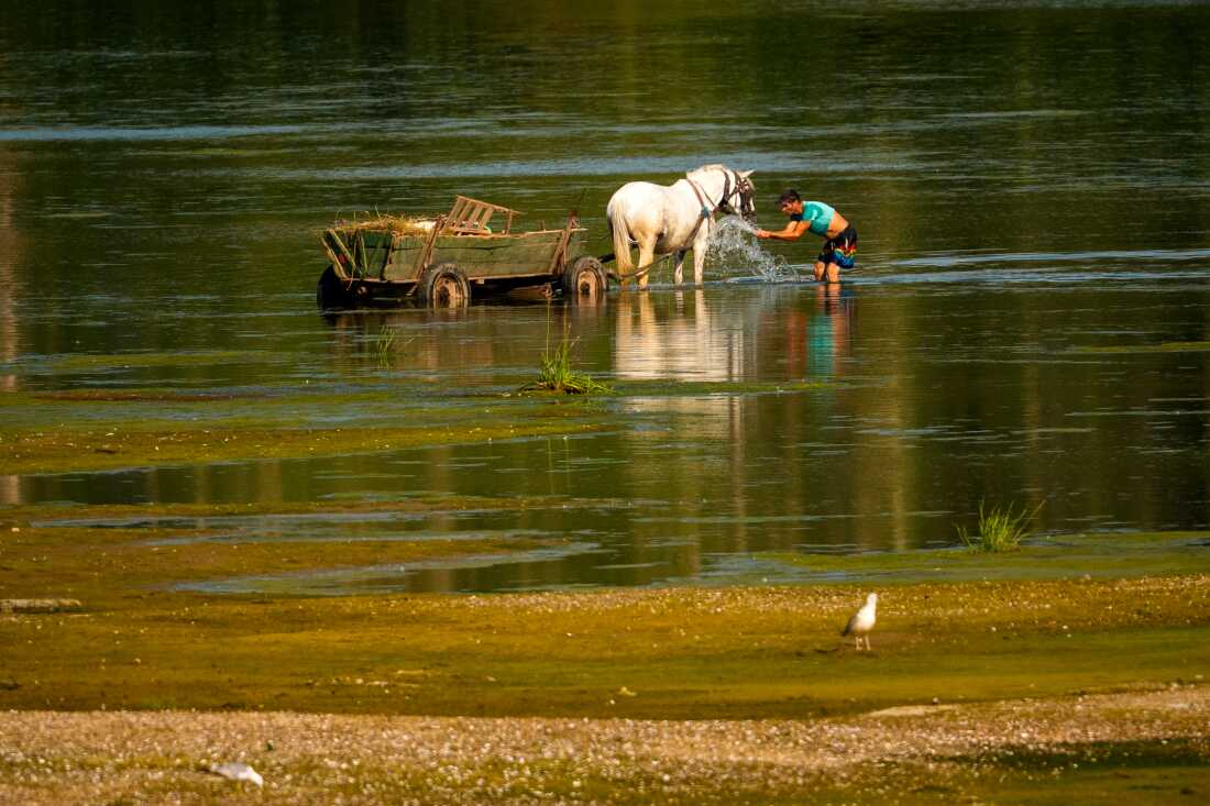 A man splashes water on a horse to cool it off next to a bank of sand on the Danube River, as usually submerged areas are exposed due to extreme low levels of the water following an extended period of drought in Roseti, Romania, Wednesday, July 29, 2026.