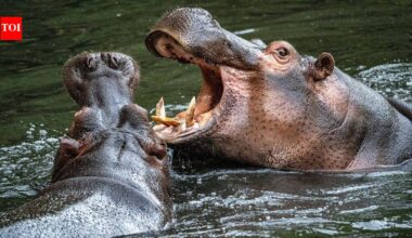 In 1980s, Colombia inherited 4 hippos left behind at Pablo Escobar's estate, but today they have grown into world's largest invasive hippo population |