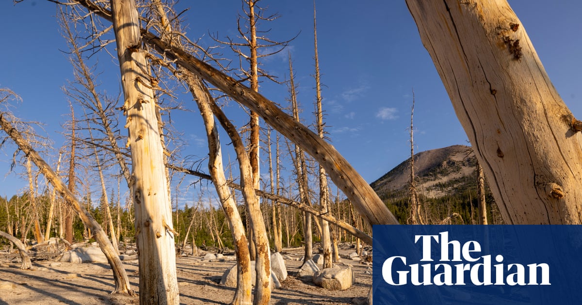 Fossils show huge carbon emissions harm forests, not ‘green the planet’ | US news