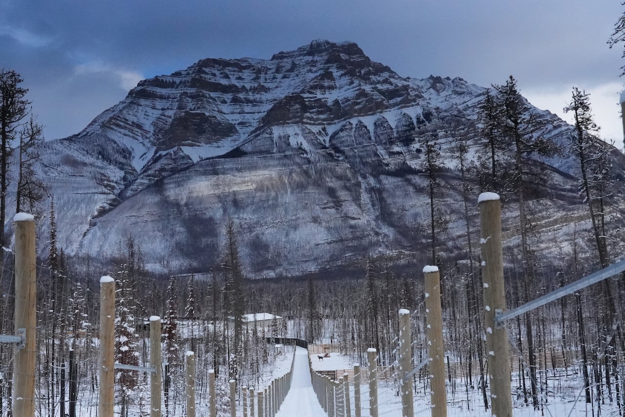 Fences keep one male caribou in captivity amid a snowy mountainous landscape.