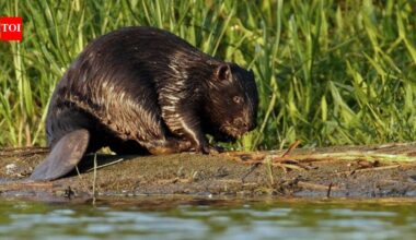 In 1937, Finland Released Seven American Beavers to Restore Its Extinct Native Beaver; Scientists Learned 36 Years Later That They Were a Different Species | World News