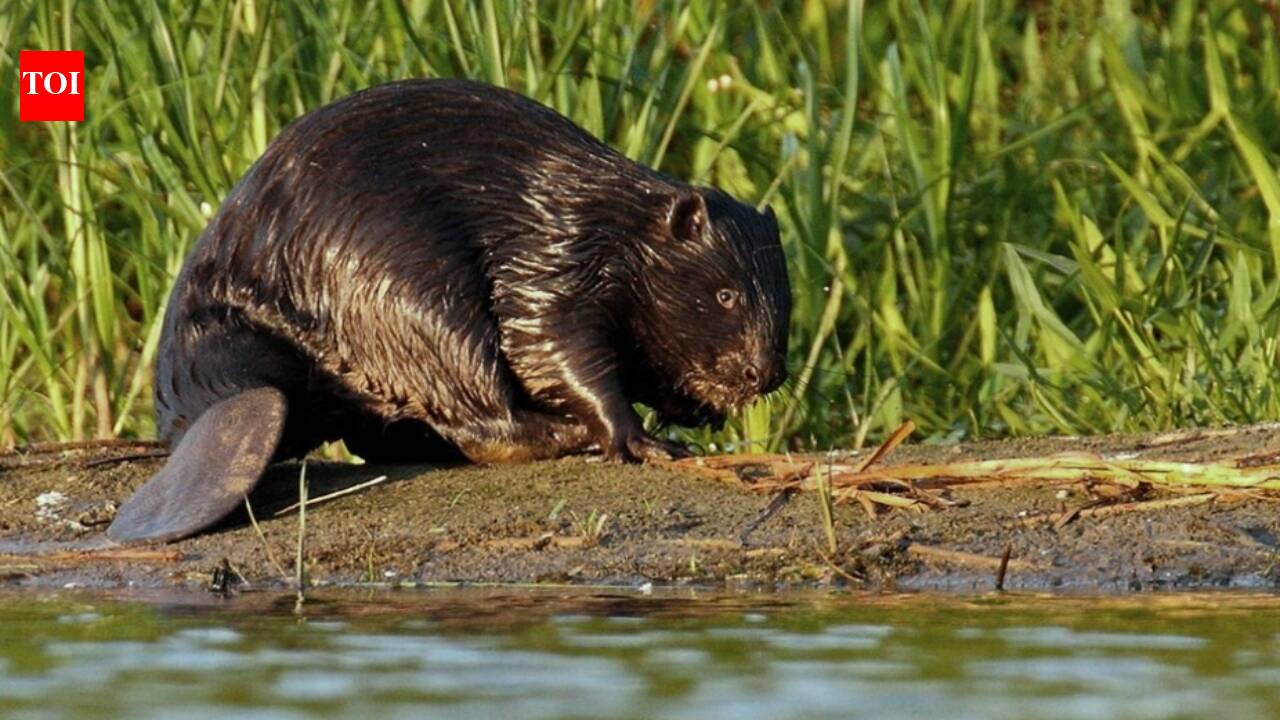 In 1937, Finland Released Seven American Beavers to Restore Its Extinct Native Beaver; Scientists Learned 36 Years Later That They Were a Different Species | World News