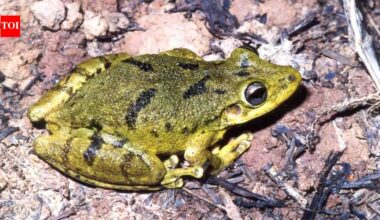 In the late 1990s, tree frogs apparently reached the Galápagos in cargo; hundreds of thousands now occupy islands that had no native amphibians |