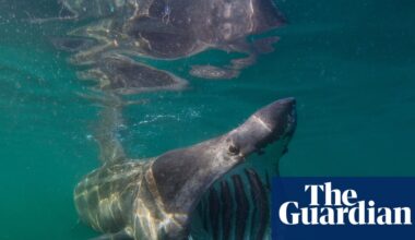 Country diary: Ten tonnes of solid muscle, basking sharks are booming here once again | Environment