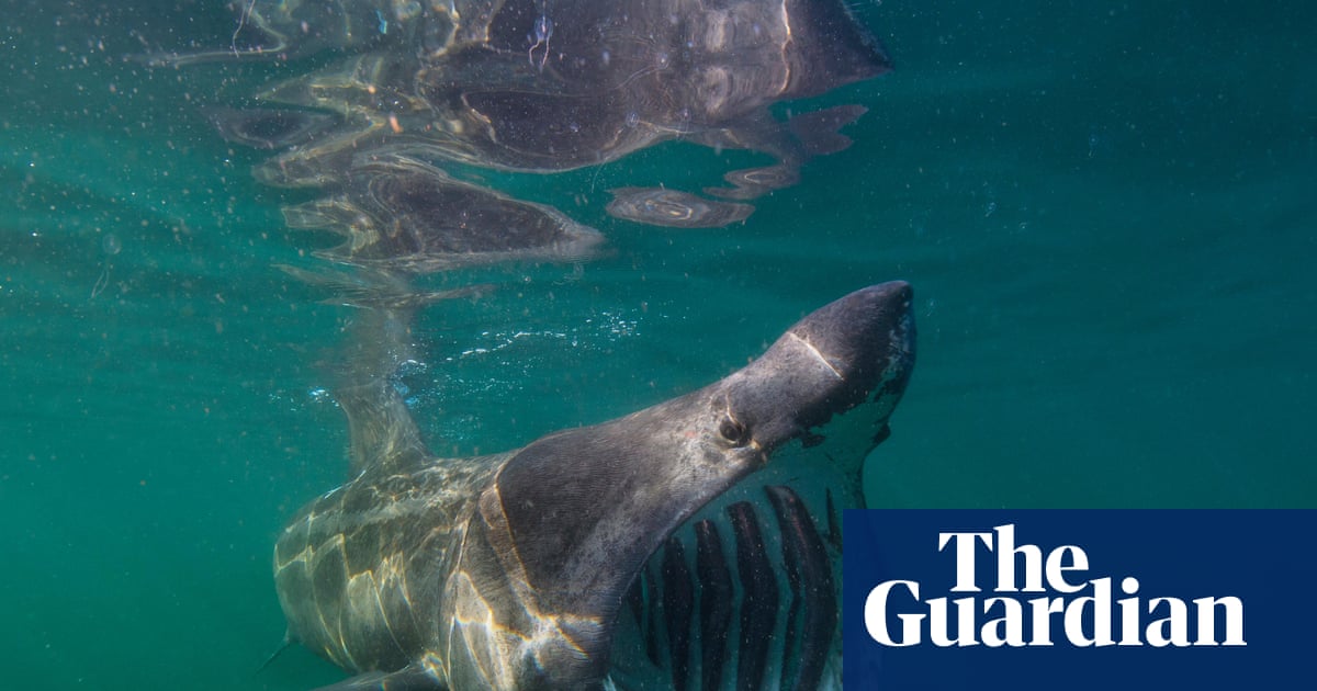 Country diary: Ten tonnes of solid muscle, basking sharks are booming here once again | Environment