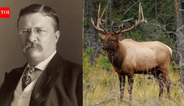 In 1905, Theodore Roosevelt sent New Zealand 20 elk for sport, and their hybrid descendants are still at the centre of a conservation debate