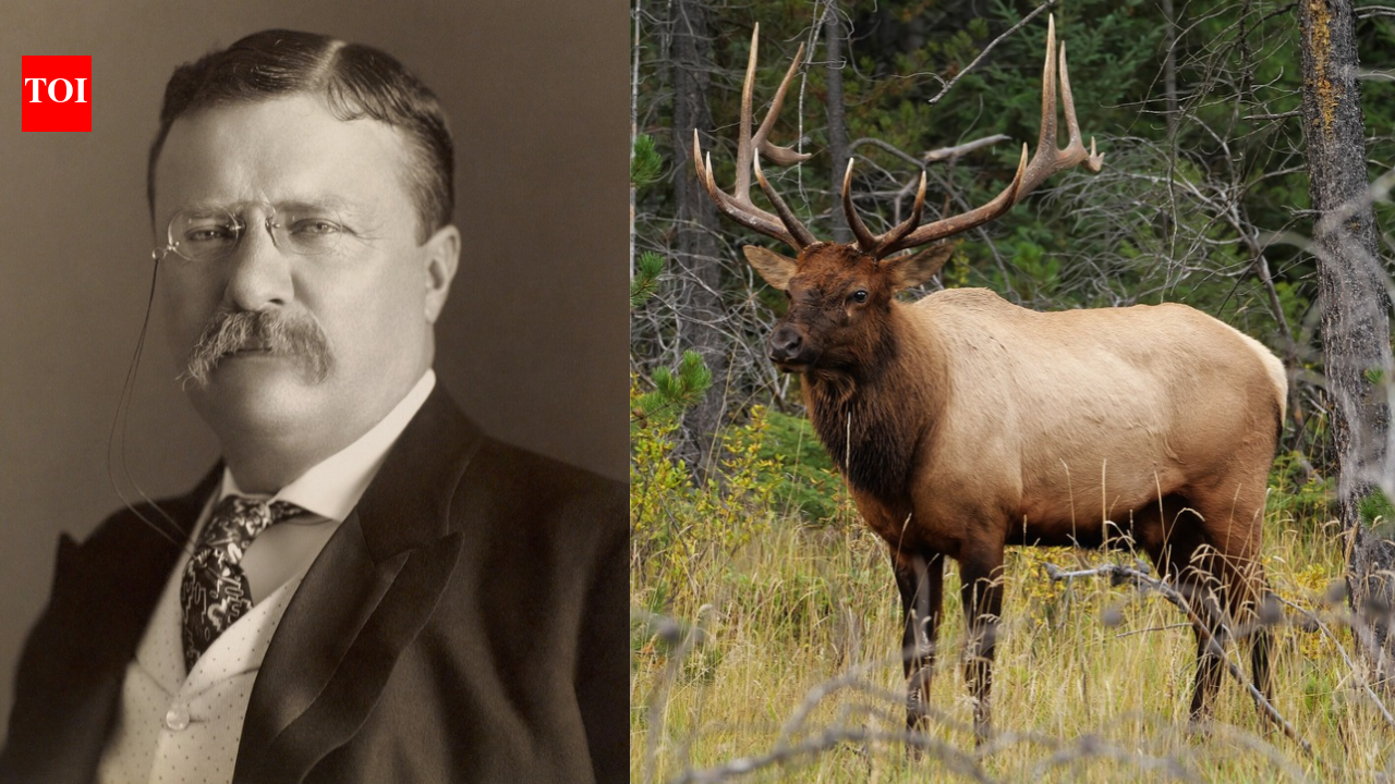 In 1905, Theodore Roosevelt sent New Zealand 20 elk for sport, and their hybrid descendants are still at the centre of a conservation debate