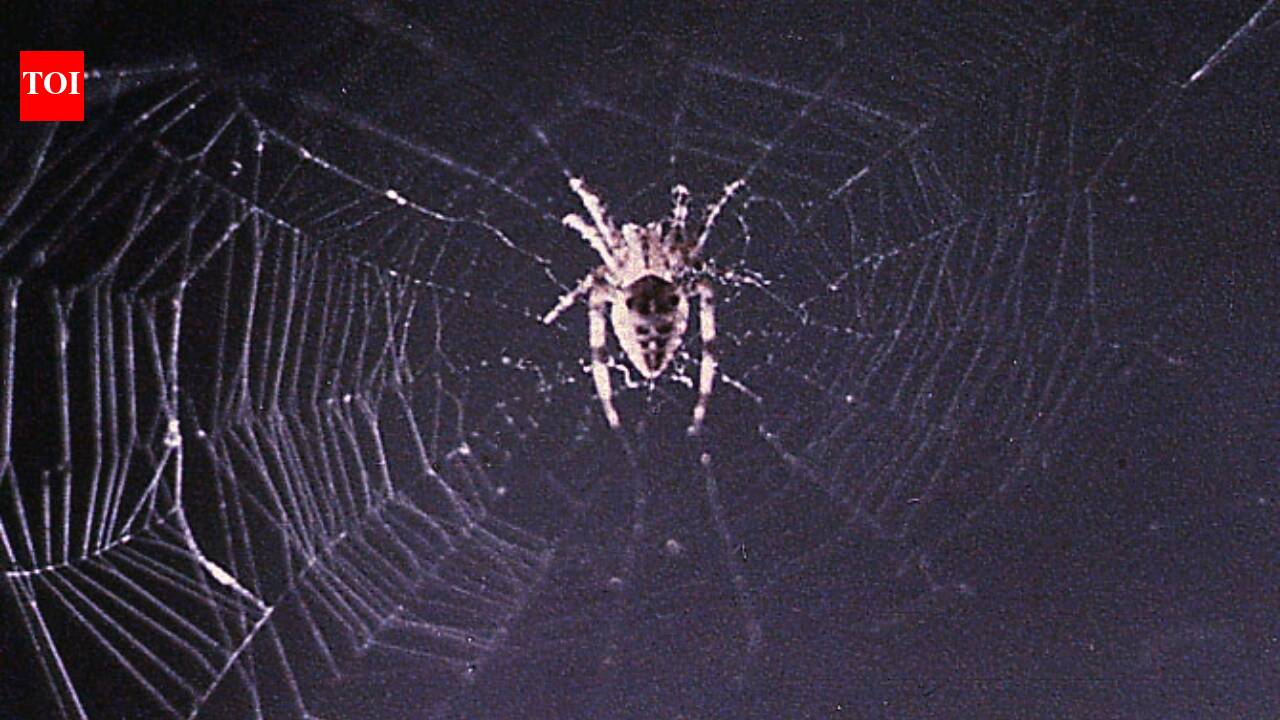 In 1973, NASA sent two spiders into space to test web-building without gravity: How Arabella and Anita learned, adapted, and spun complete webs in orbit |