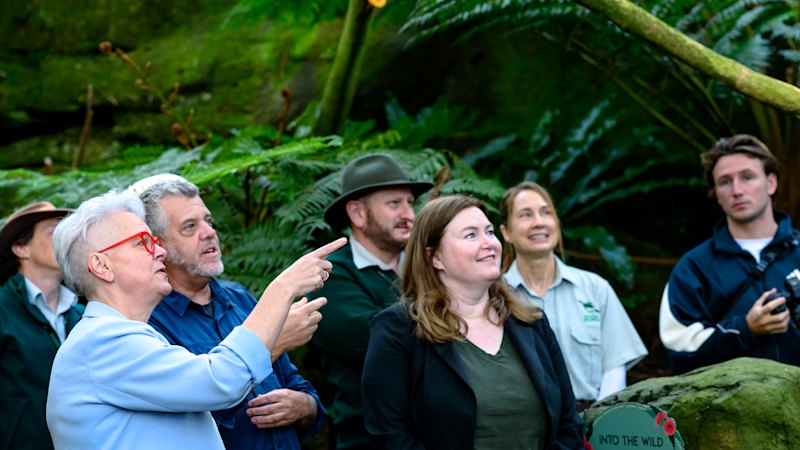 H5N1 avian influenza vaccine: Taronga Zoo trials new rollout for little penguins and endangered bird species