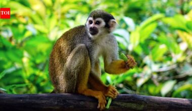 Goliath The Squirrel Monkey: A 1.5-pound squirrel monkey named Goliath was launched from Cape Canaveral in 1961; 35 seconds later, the Atlas E rocket was destroyed after the flight went wrong |