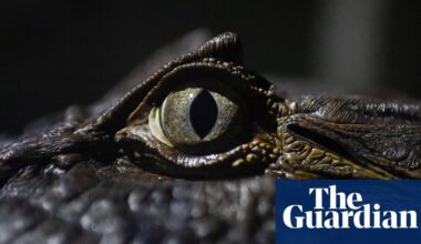 Week in wildlife: a Cornish wallaby, a frazzled opossum and rare Montagu’s harrier chicks - The Guardian