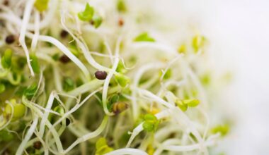 Alfalfa sprouts recalled for salmonella and E. coli in 15 states after illnesses