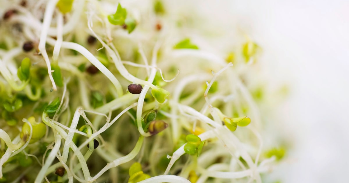 Alfalfa sprouts recalled for salmonella and E. coli in 15 states after illnesses