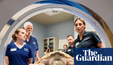 Rhossi, a rare sea turtle, recovers after 5,000-mile trek from Wales to Texas | Texas