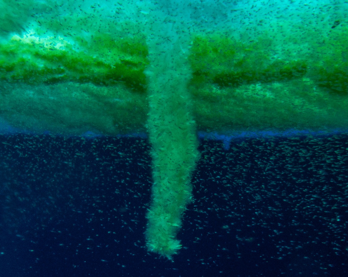 "As it touches the seafloor, it kills whatever living thing it contacts by encasing it in a tomb of ice…" Discover the finger of death