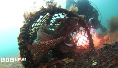 An underwater image of a crab pot. There are two small sharks inside. There is a diver behind the crab pot. The sea is blue.