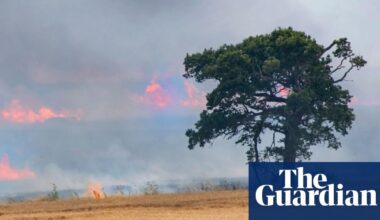 Country diary 1976: As a lone tree burns, the landscape loses another memory | Farming