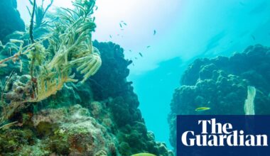 Can Florida’s ‘coastal corridor’ project safeguard wildlife and boost economy? | Florida