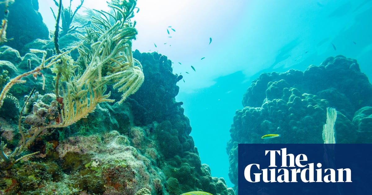 Can Florida’s ‘coastal corridor’ project safeguard wildlife and boost economy? | Florida