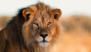 World Lion Day: Lions and communities face a growing struggle to coexist