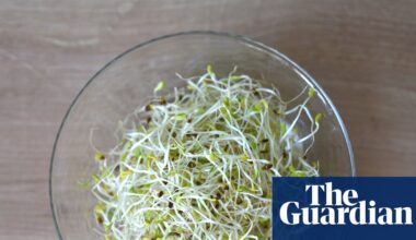 Alfalfa sprouts linked to food-poisoning outbreak in 15 states, US officials say | US news